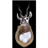 Image 1 : Stuffed animal mount  Reed Buck