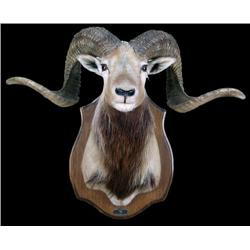 Stuffed animal mount  Corsican Ram