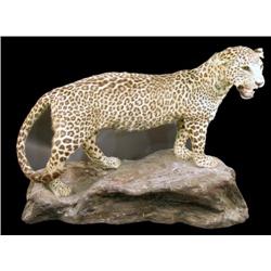 Stuffed animal mount  Leopard