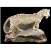 Image 1 : Stuffed animal mount  Leopard