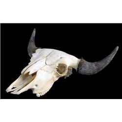 Buffalo Skull
