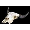 Image 1 : Buffalo Skull