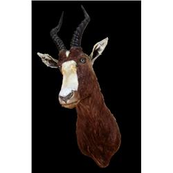 Stuffed animal mount  Blesbok