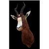 Image 1 : Stuffed animal mount  Blesbok