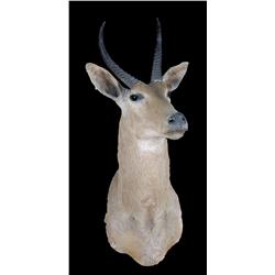 Stuffed animal mount  Black Buck