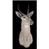 Image 1 : Stuffed animal mount  Black Buck