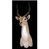 Image 1 : Stuffed animal mount  Red Lechwe