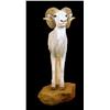 Image 1 : Stuffed animal mount  Dall Sheep