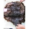 Image 1 : BEAVER PELT (27" X 23")