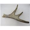 Image 1 : ONE SHED DEER HORN