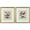 Image 1 : UNSIGNED (19th Century) PAIR OF BIRD WATERCOLORS