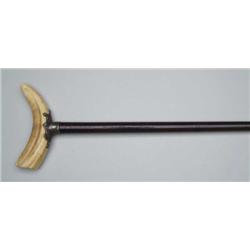 BOAR’S TUSK HANDLED CANE