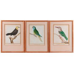 Three early 19th century French hand colored lithograph of tropical birds.