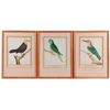 Image 1 : Three early 19th century French hand colored lithograph of tropical birds.