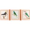 Image 2 : Three early 19th century French hand colored lithograph of tropical birds.