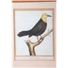 Image 3 : Three early 19th century French hand colored lithograph of tropical birds.