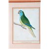 Image 4 : Three early 19th century French hand colored lithograph of tropical birds.