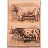 Image 2 : Colored print of awarded cattle at a show signed Sheldon Williams and dated 1876.