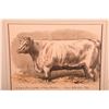 Image 4 : Colored print of awarded cattle at a show signed Sheldon Williams and dated 1876.