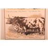 Image 7 : Colored print of awarded cattle at a show signed Sheldon Williams and dated 1876.