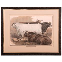 Colored Print of cattle at an English cattle show signed Sturgess and dated 1875.