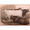 Image 2 : Colored Print of cattle at an English cattle show signed Sturgess and dated 1875.