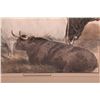 Image 4 : Colored Print of cattle at an English cattle show signed Sturgess and dated 1875.