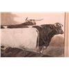 Image 5 : Colored Print of cattle at an English cattle show signed Sturgess and dated 1875.