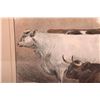 Image 6 : Colored Print of cattle at an English cattle show signed Sturgess and dated 1875.