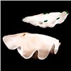 Image 1 : Two giant clam shells.
