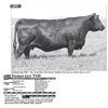 Image 1 : Lot - 27 - Coleman Lucy Y145