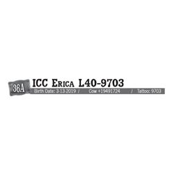 Lot - 36A - ICC Erica L40-9703