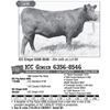 Image 1 : Lot - 69 - ICC Ginger 6356-8546