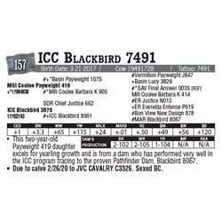 Lot - 157 - ICC Blackbird 7491