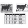 Image 1 : Lot - 310 - ICC Club Calf Female