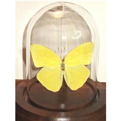 Real Butterfly Taxidermy, Yellow Cloudless Sulphur in Display Dome