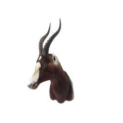 Blesbok Shoulder Trophy Mount. Height 34"