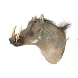 Warthog Head Trophy Mount