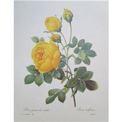 After Pierre-Jospeh Redoute, Floral Print, #128 Rose jaune de soufre (Rose)