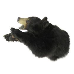 Black Bear Torso Trophy Wall Mount. Length 33"