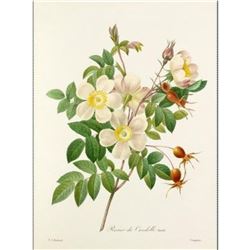 After Pierre-Jospeh Redoute, Floral Print, #130 Rosier de Candolle Variete (Rose)
