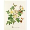 Image 1 : After Pierre-Jospeh Redoute, Floral Print, #130 Rosier de Candolle Variete (Rose)