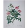 Image 1 : After Pierre-Jospeh Redoute, Floral Print, #133 Rosier Pompon (Rose)