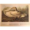 Image 1 : c1946 Audubon Print, #376 or #406 Trumpeter Swan