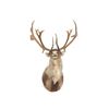 Image 1 : Caribou Shoulder Trophy Mount. Height 48"; Width 36"