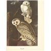 Image 1 : c1950 Audubon Print, Snowy Owl