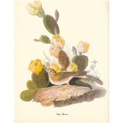 c1950 Audubon Print, Vesper Sparrow