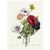 Image 1 : After Pierre-Jospeh Redoute, Floral Print, #7 Anemone simple