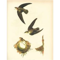 c1946 Audubon Print #158 Chimney Swift