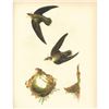 Image 1 : c1946 Audubon Print #158 Chimney Swift